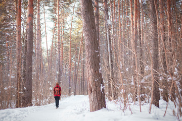 Male tourist with backpack walks on snow pine forest. Guy hiking at nature. Concept of winter holiday or vacation..