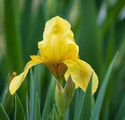 Lonely bright  yellow iris flower closeup
