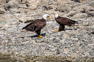 Close-up of two Bald Eagles standing on the beach and opposite to each other, next to the river
