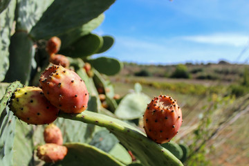 Prickly Pear Cactus Fruit with a background of a blue sky in Sicily island