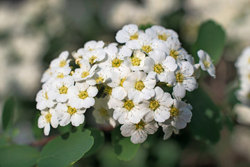 Inflorescence of small whight spirea flowers and green leaves