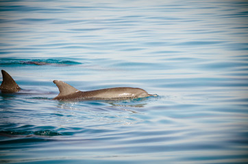 Animals Serie © In-Picture