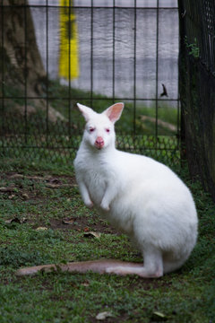 Albino kangaroo