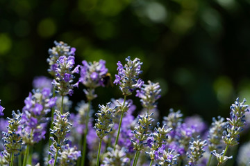 Close up of lavender flowers on a field