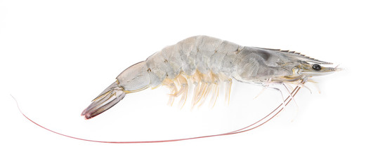 Fresh shrimps on white background