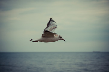 Animals Serie