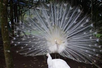 White peacock with feather out