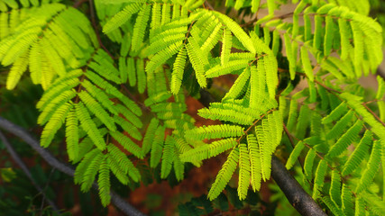 Green fern plants in garden