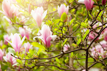 Blooming spring pink magnolias flower fabulous garden on mysterious fairy tale springtime floral sunny bright background with sun light and glowing beam, beautiful nature landscape, magnoliaceae bloom