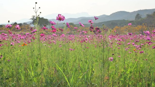 Beautiful flowers in the field at Singha Park in Chiangrai,Thailand.