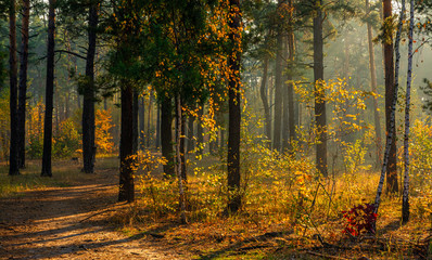 Sun rays play in the branches of trees. Autumn forest. Autumn colors. Morning. Walk in the woods.