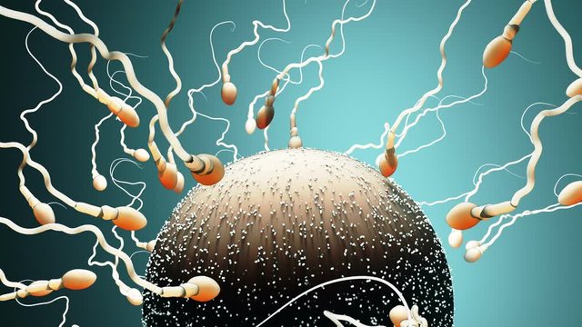 Fertilization, sperm marathon to fertilize the egg