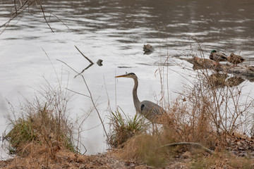 Blue Heron