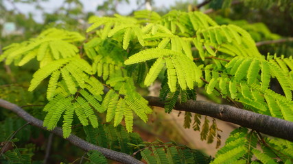 Green fern plants in garden