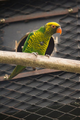 colorful parrot