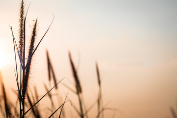 Wild Grass Silhouette against Golden. Beautiful autumn season background wild grass with sunset and blue sky in fall.  Spikelet in the field at sunset. The texture of grass at sunset.