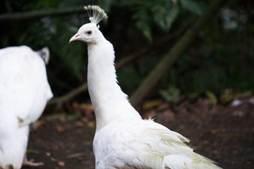 White peacocks