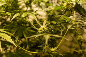 Flowering marijuana cbd plant. Grow indoor, medical plant. Bud of marijuana plant.