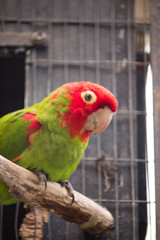 Colorful parakeets