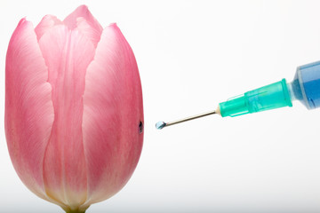 syringe and flower on white background