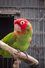 Obraz premium Colorful parakeets