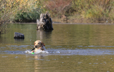 Dog trying to rescue a ball from the water