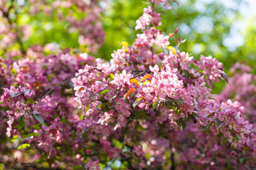 Kolorowe odcienie wiosny lata kwiaty 