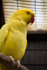 Colorful parakeets
