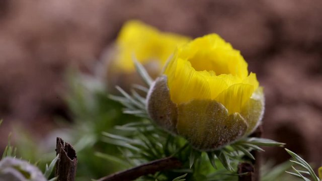 adonis