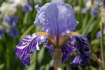 Tall bearded iris, Millenium Falcon © Josie Elias