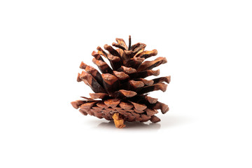 Pinecone