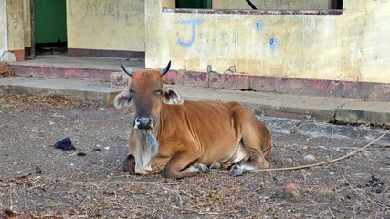 Brown Cow sitting in front of a house