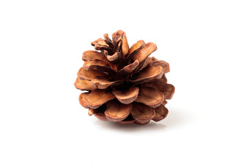 Pinecone