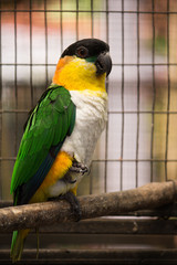 Colorful parakeets