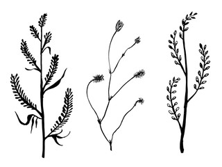 Wild herbs collection. Hand drawn field and forest plants in sketchy style. Vectorized ink illustration in black and white