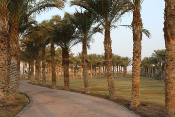 alley in the park