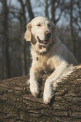 Dog breed Golden Retriever walk in the forest