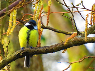 Great tit and catkins