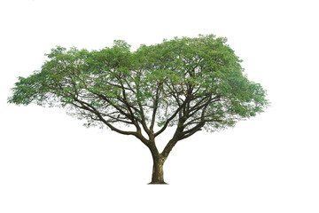 Tree isolated on white background, nature background.