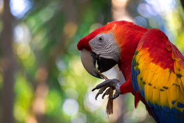 Side portrait of a red macaw in Costa Rica