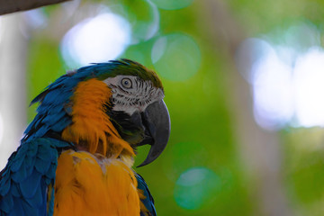 Side portrait of a blue macaw, Costa Rica