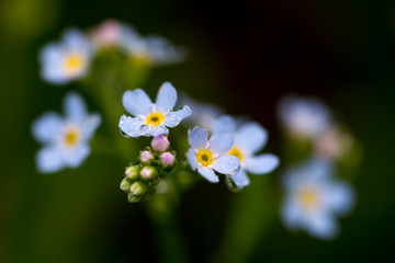 Fototapeta na wymiar Kolorowe odcienie wiosny lata kwiaty 