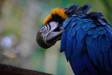 Blue macaw cleaning its feathers in Costa Rica