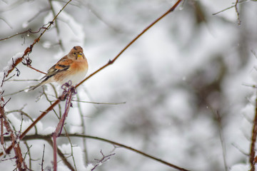 Goldfinch sitting on branch in winter season