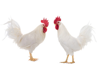 Two White Cockerel is isolated on a white background.