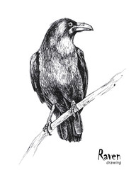 Hand drawn black raven sitting on a branch - 327824193