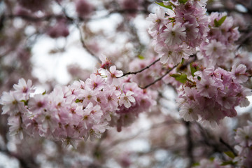 Kolorowe odcienie wiosny lata kwiaty 