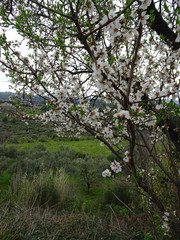 Blooming spring almonds on a blurry background
