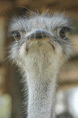 The face of the ostrich in front view.