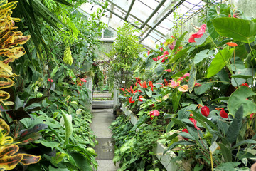 Plants in the greenhouse of botanical garden